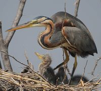 Ardea Purpurea Al Delta